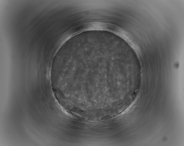 X0000097661337200803211910