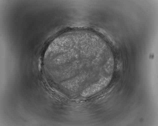 X0000097661350200803211910