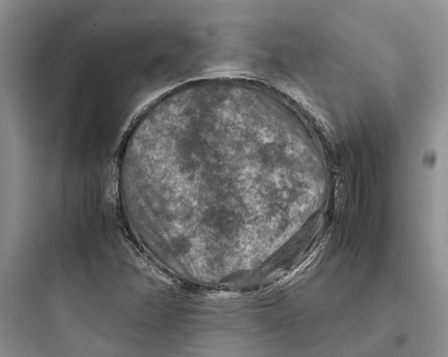X0000097661358200803211910