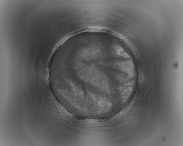 X0000097661362200803211910
