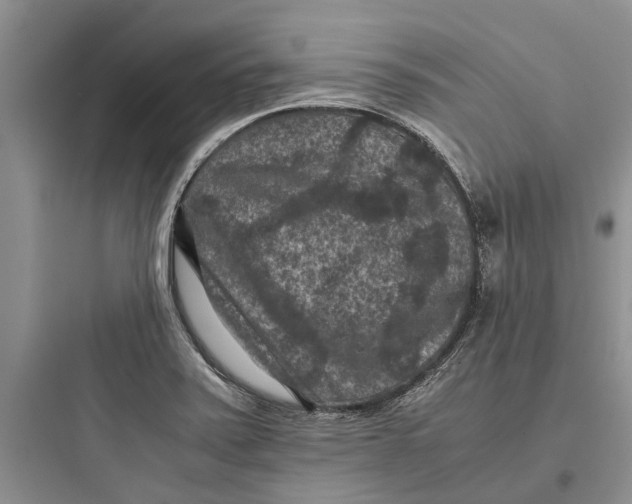 X0000097661371200803211910