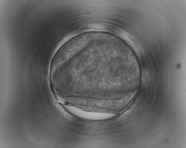 X0000097661378200803211909