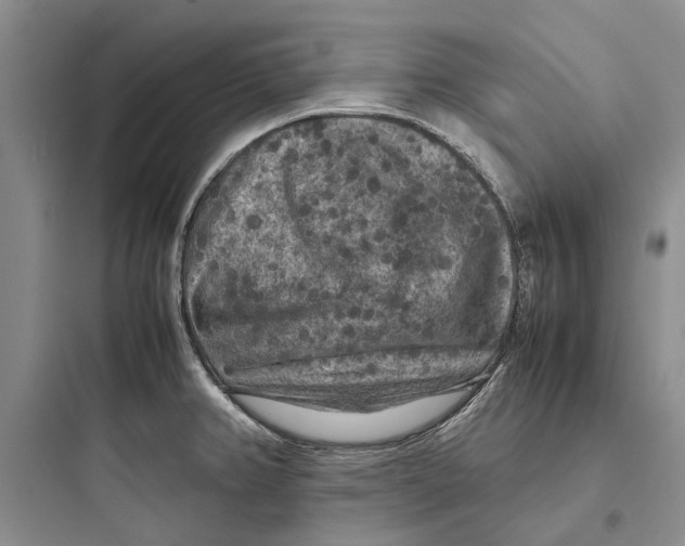 X0000097661382200803211909