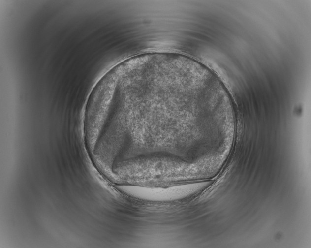 X0000097661386200803211909