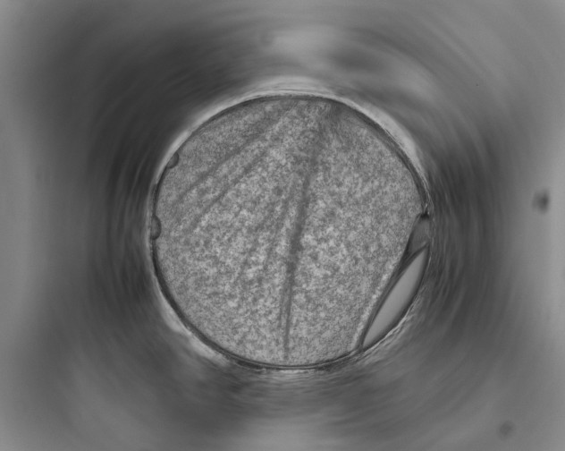 X0000097661390200803211909
