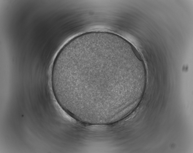 X0000097661392200803211909