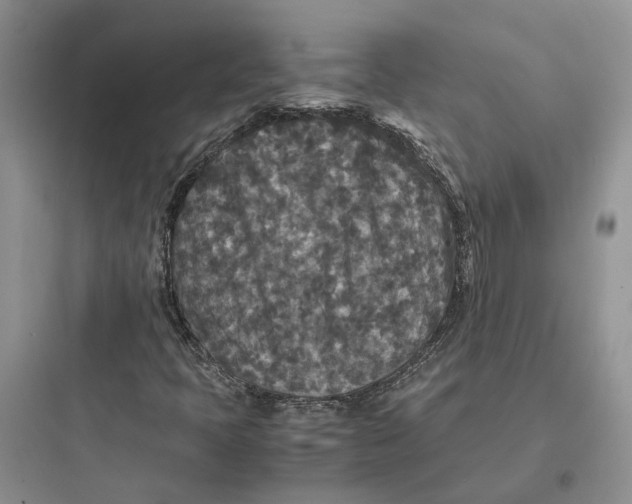 X0000097661397200803211909