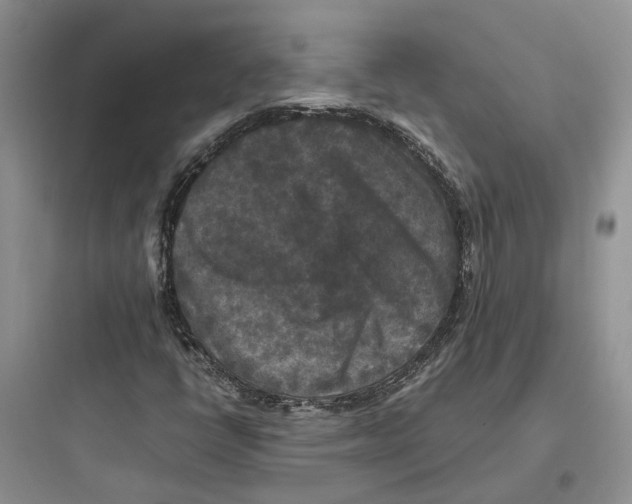 X0000097661398200803211909