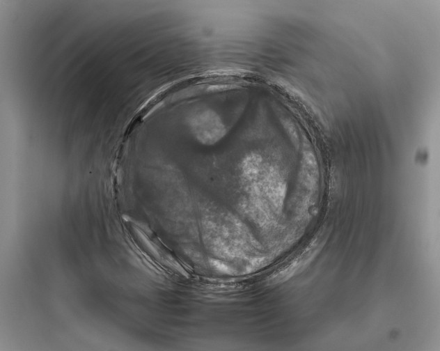 X0000097661401200803211909