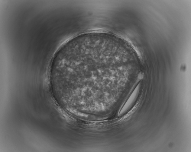 X0000097661405200803211909