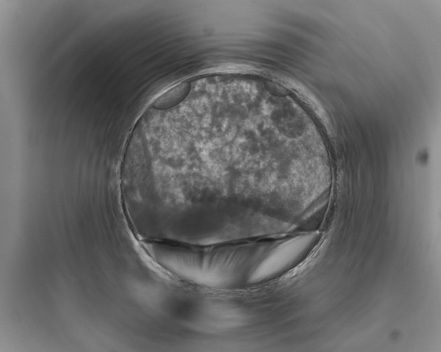 X0000097661425200803211909
