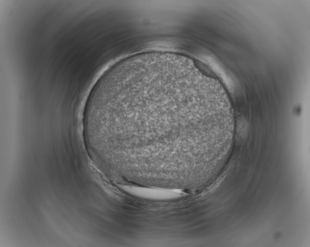 X0000097661435200803211909