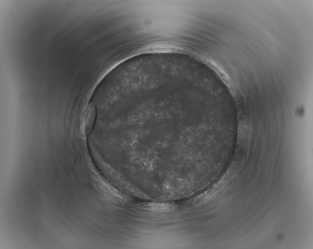 X0000097661465200803211908