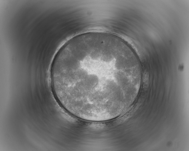 X0000097661466200803211908