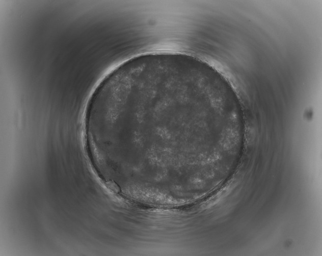 X0000097661469200803211908