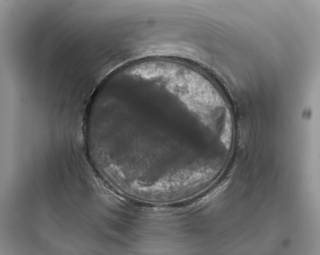 X0000097661497200803211907