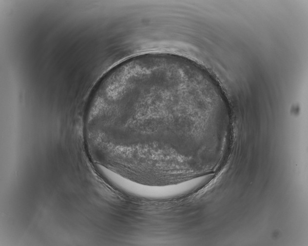 X0000097661505200803211907