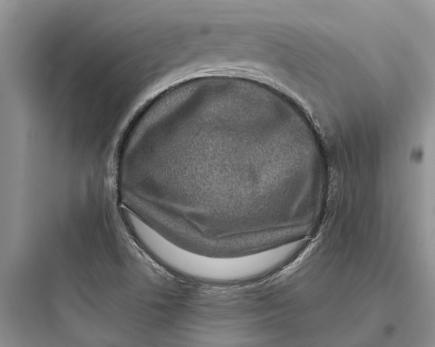 X0000097661506200803211907