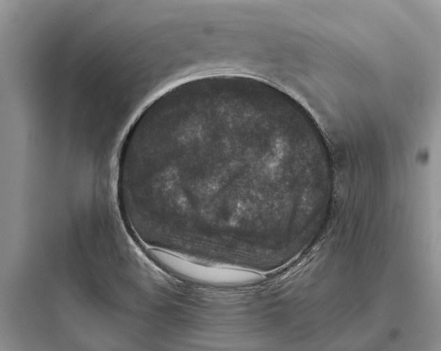 X0000097661508200803211907