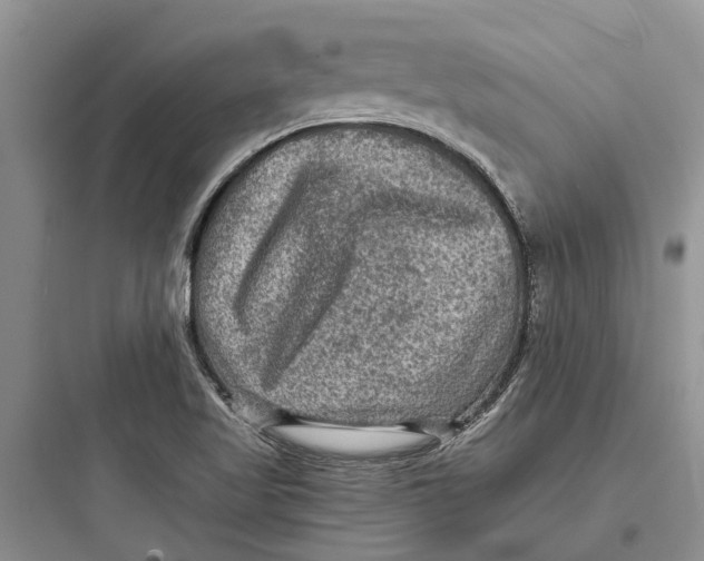 X0000097661509200803211907