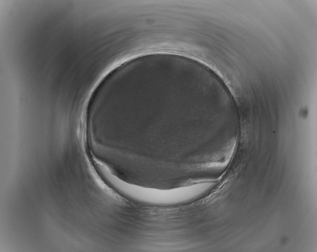 X0000097661515200803211907