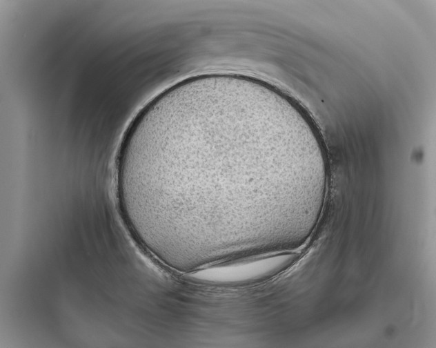 X0000097661517200803211907