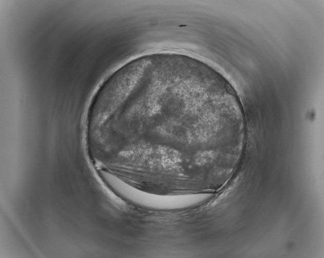 X0000097661525200803211907