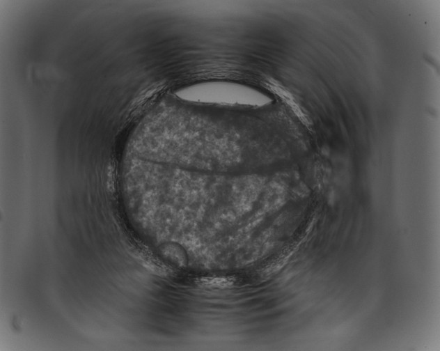 X0000097660161200803280958