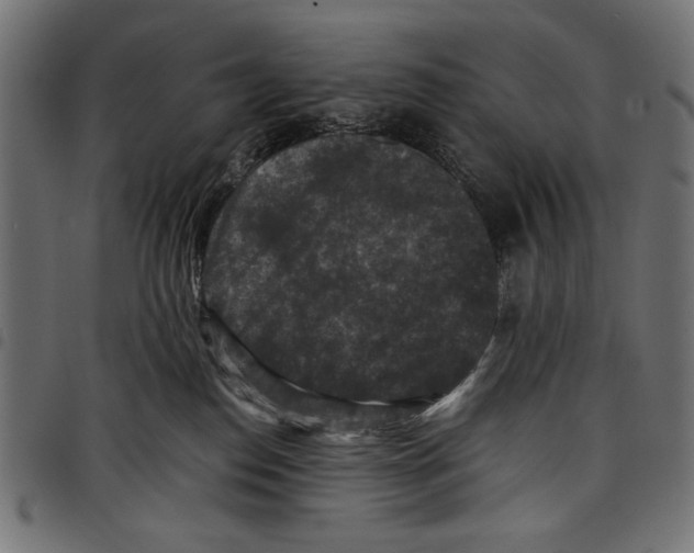 X0000097660186200803280959
