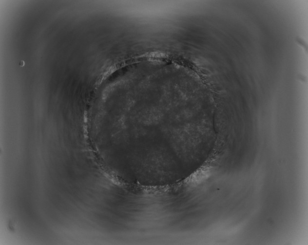 X0000097660192200803280959