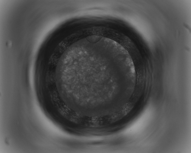 X0000097660383200803280956