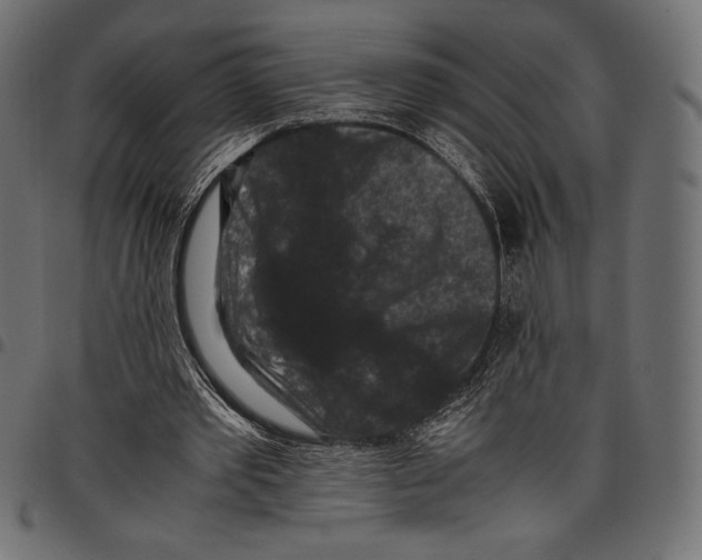 X0000097660389200803280955