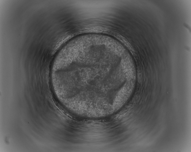 X0000097660434200803280954