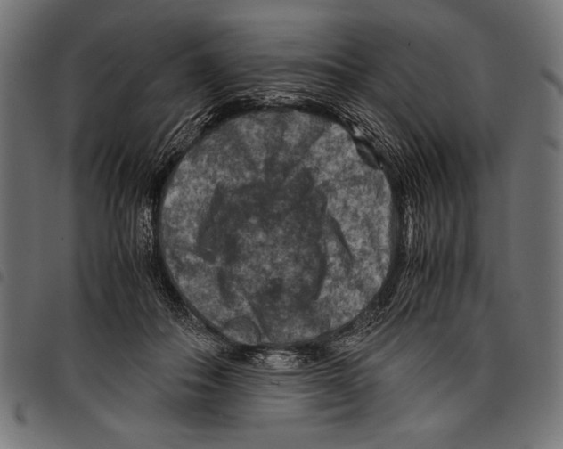 X0000097660506200803280954