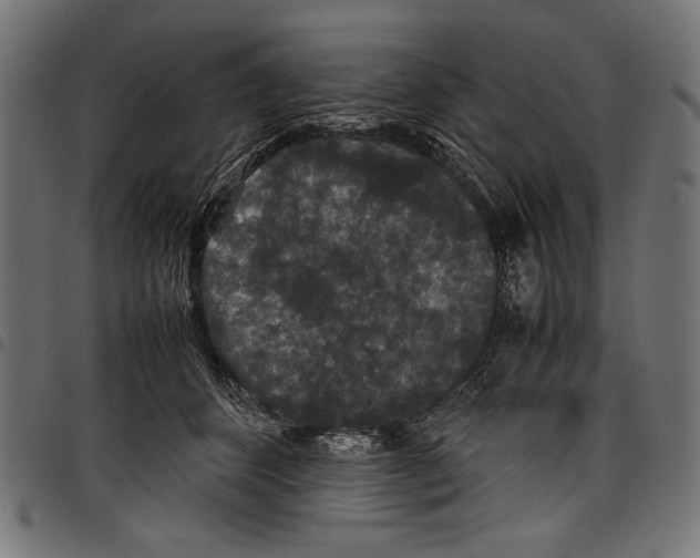 X0000097660512200803280954