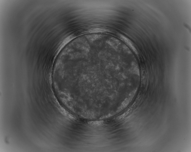 X0000097660810200803280950