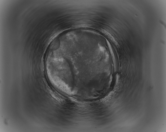 X0000097661031200803280946