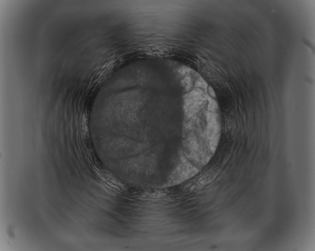 X0000097661106200803280945