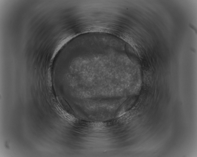 X0000097661120200803280945