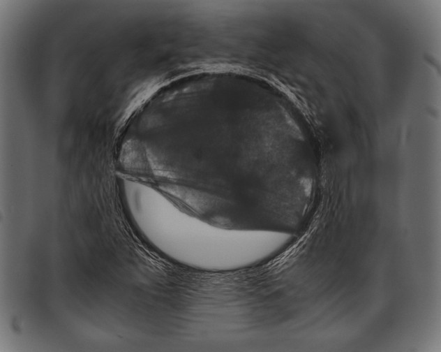 X0000097661263200803280943