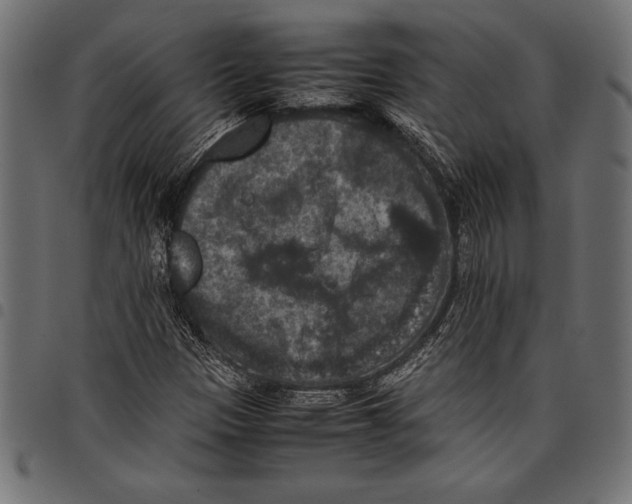 X0000097661305200803280942