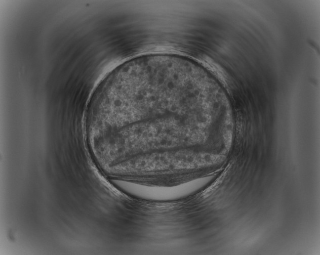 X0000097661382200803280941