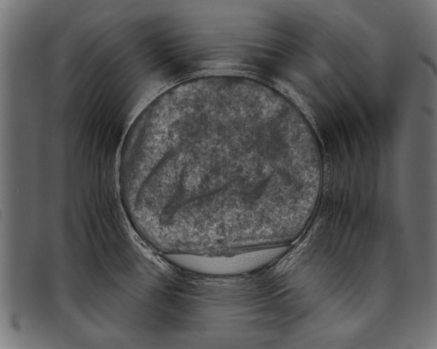 X0000097661386200803280941