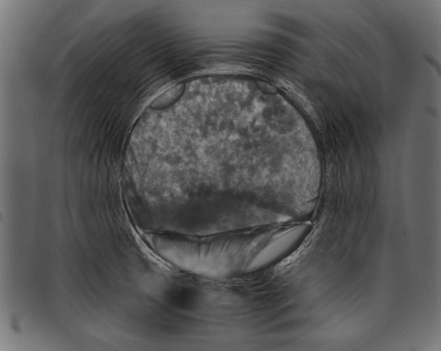 X0000097661425200803280941