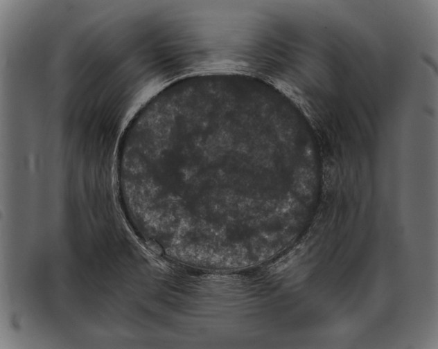 X0000097661469200803280940
