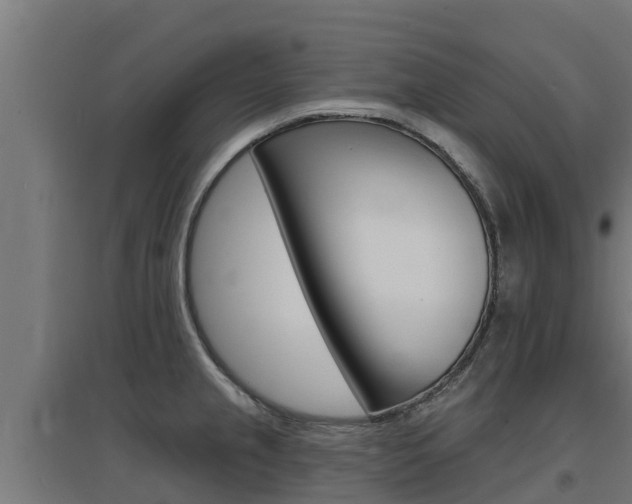 X0000097671237200802290938