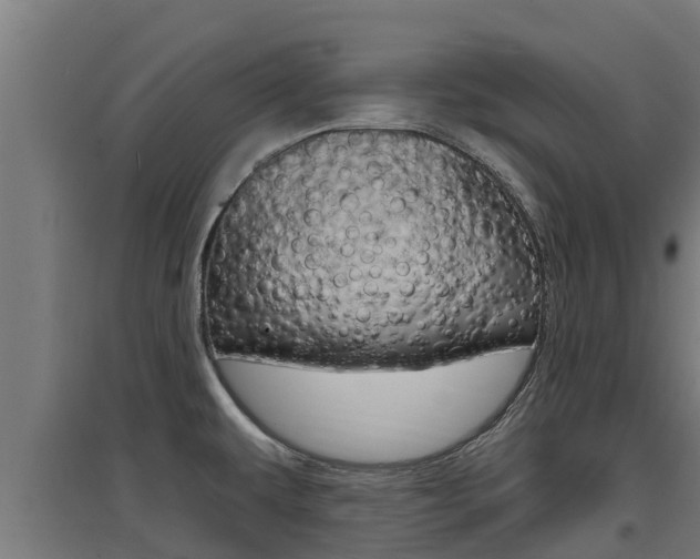 X0000097671479200802290934
