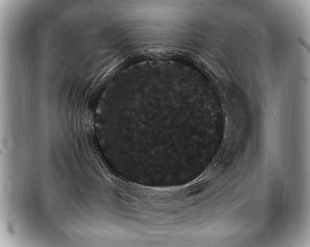 X0000097670048200802291510
