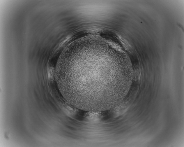 X0000097670093200802291510