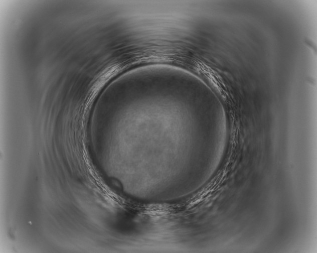 X0000097670145200802291508